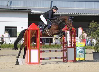 Holstein, Mare, 7 years, 16.1 hh, Brown Holstein, Mare, 7 years, 16.1 hh, Brown