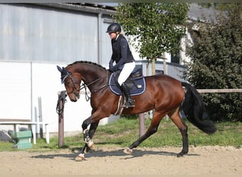 Holstein, Mare, 7 years, 16.1 hh, Brown Holstein, Mare, 7 years, 16.1 hh, Brown