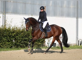 Holstein, Mare, 7 years, 16.1 hh, Brown Holstein, Mare, 7 years, 16.1 hh, Brown