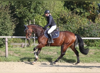 Holstein, Mare, 7 years, 16.1 hh, Brown Holstein, Mare, 7 years, 16.1 hh, Brown