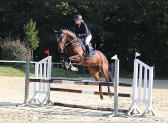 Holstein, Mare, 7 years, 16.1 hh, Brown Holstein, Mare, 7 years, 16.1 hh, Brown
