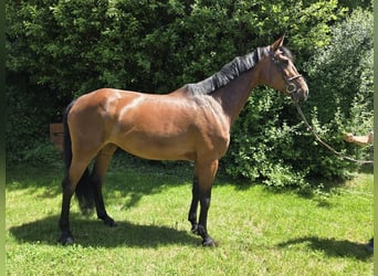Holstein, Mare, 7 years, 16.1 hh, Brown
