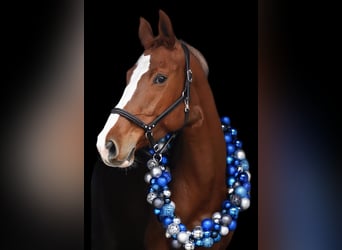 Holstein, Mare, 7 years, 16,1 hh, Chestnut-Red