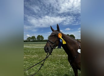 Holstein, Mare, 7 years, 16.1 hh, Chestnut