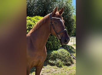 Holstein, Mare, 7 years, 16.1 hh, Chestnut