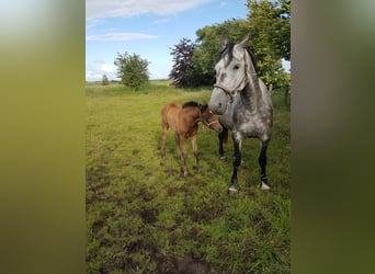 Holstein, Mare, 7 years, 16,1 hh, Gray