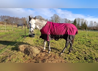 Holstein, Mare, 7 years, 16,1 hh, Gray-Dapple