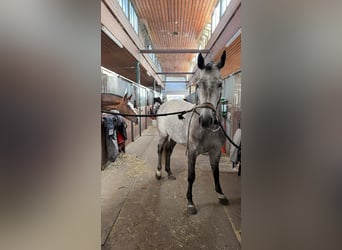 Holstein, Mare, 7 years, 16.1 hh, Grey-Dapple