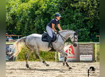 Holstein, Mare, 7 years, 16.1 hh, Grey