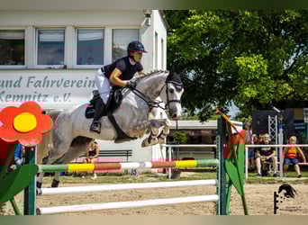 Holstein, Mare, 7 years, 16.1 hh, Grey