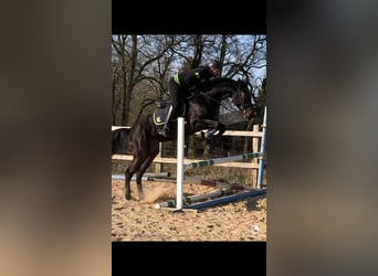 Holsteiner, Stute, 7 Jahre, 16,1 hh