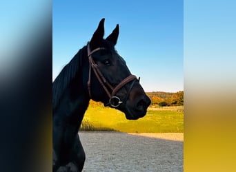 Holsteiner, Stute, 7 Jahre, 16,1 hh