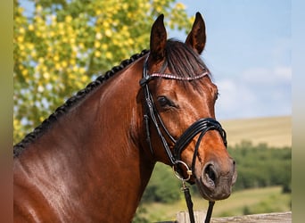 Holstein, Mare, 7 years, 16.1 hh, Smoky-Black