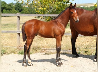 Holstein, Mare, 7 years, 16.1 hh, Smoky-Black