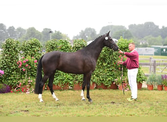 Holstein, Mare, 7 years, 16,1 hh, Smoky-Black