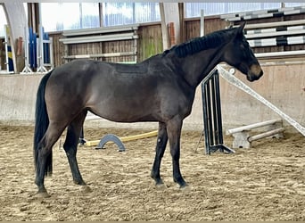 Holstein, Mare, 7 years, 16.1 hh, Smoky-Black