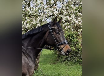 Holstein, Mare, 7 years, 16.1 hh, Smoky-Black