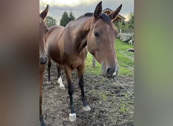 Holstein, Mare, 7 years, 16.2 hh, Brown
