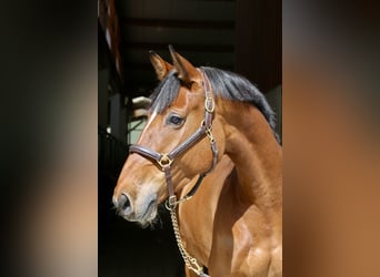 Holstein, Mare, 7 years, 16.2 hh, Brown