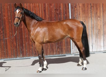 Holstein, Mare, 7 years, 16.2 hh, Brown