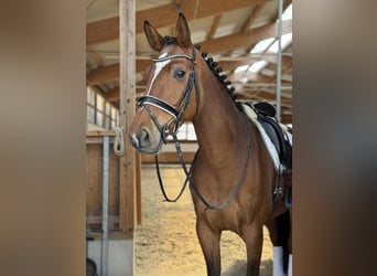 Holstein, Mare, 7 years, 16.2 hh, Brown
