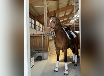 Holstein, Mare, 7 years, 16.2 hh, Brown