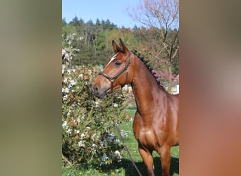 Holstein, Mare, 7 years, 16.2 hh, Brown