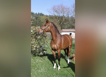 Holstein, Mare, 7 years, 16.2 hh, Brown