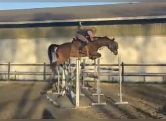 Holstein, Mare, 7 years, 16.2 hh, Brown