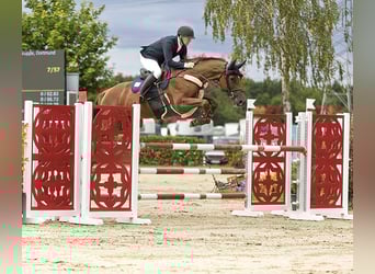 Holstein, Mare, 7 years, 16.2 hh, Chestnut-Red