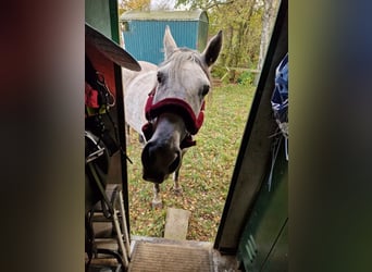 Holstein, Mare, 7 years, 16.2 hh, Gray-Dapple