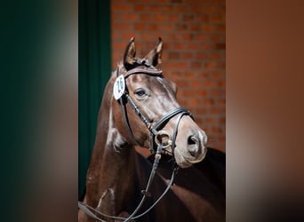 Holsteiner, Stute, 7 Jahre, 16,2 hh, Schwarzbrauner