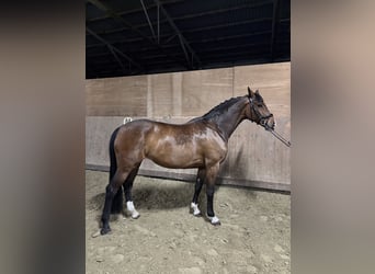 Holstein, Mare, 7 years, 16.3 hh, Brown