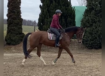 Holstein, Mare, 7 years, 16,3 hh, Chestnut