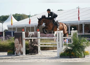 Holstein, Mare, 7 years, 16.3 hh, Chestnut