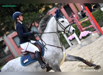 Holstein, Mare, 7 years, 16.3 hh, Gray