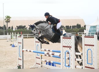 Holstein, Mare, 7 years, 16.3 hh, Gray