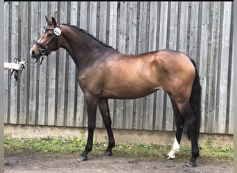 Holstein, Mare, 7 years, 16 hh, Bay-Dark