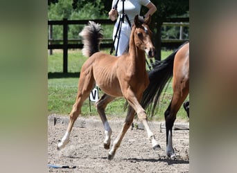 Holstein, Mare, 7 years, 16 hh, Bay-Dark