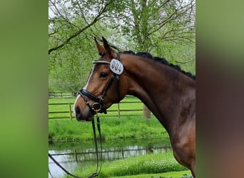 Holstein, Mare, 7 years, 16 hh, Bay-Dark