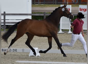 Holstein, Mare, 7 years, 16 hh, Bay-Dark