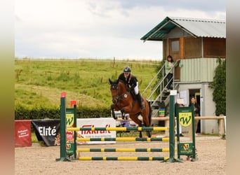 Holstein, Mare, 7 years, 16 hh, Brown