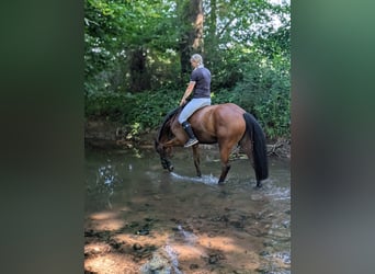 Holstein, Mare, 7 years, 16 hh, Brown