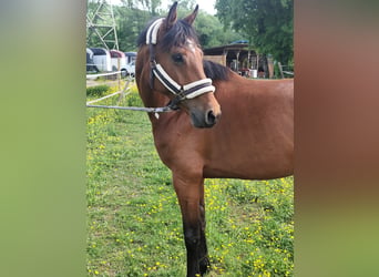 Holstein, Mare, 7 years, 16 hh, Brown