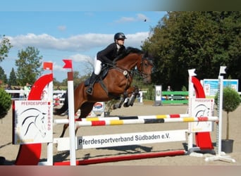 Holstein, Mare, 7 years, 16 hh, Brown