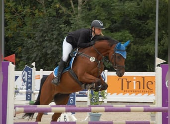 Holstein, Mare, 7 years, 16 hh, Brown