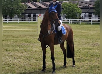 Holstein, Mare, 7 years, 16 hh, Brown