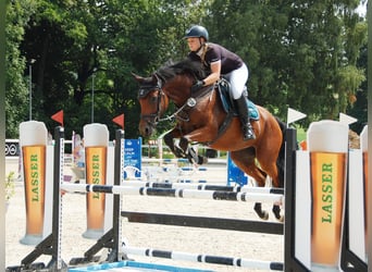 Holstein, Mare, 7 years, 16 hh, Brown