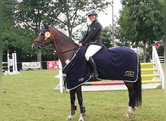 Holstein, Mare, 7 years, 16 hh, Brown