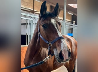 Holstein, Mare, 7 years, 16 hh, Brown